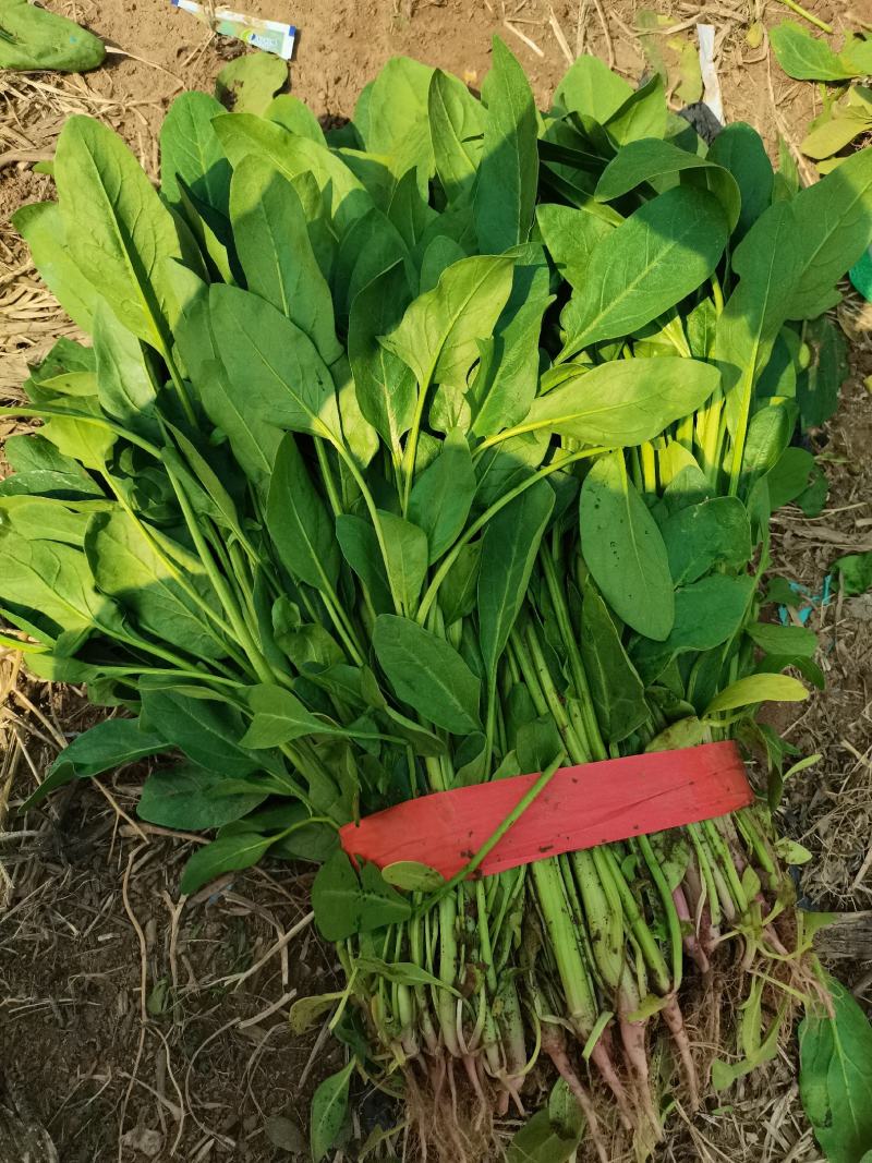 河北邯郸现在小叶菠菜大量上市，量大从优