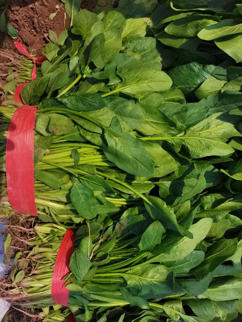 河北邯郸现在小叶菠菜大量上市，量大从优