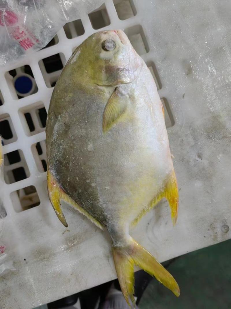 干冰套袋金鲳鱼，金鲳鱼全规格