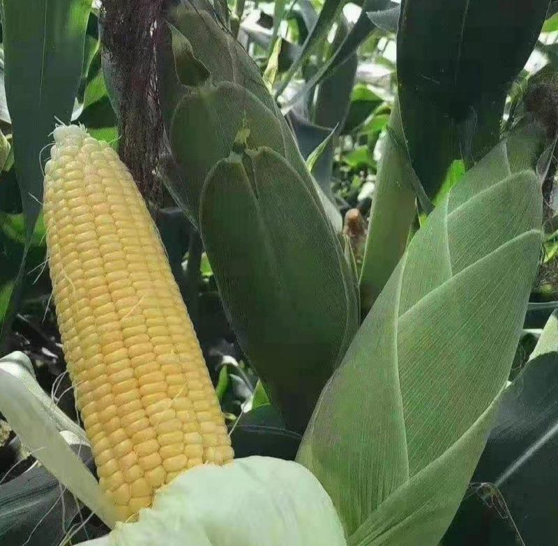 广东徐闻太阳花甜玉米一手货源粒粒饱满物优价廉