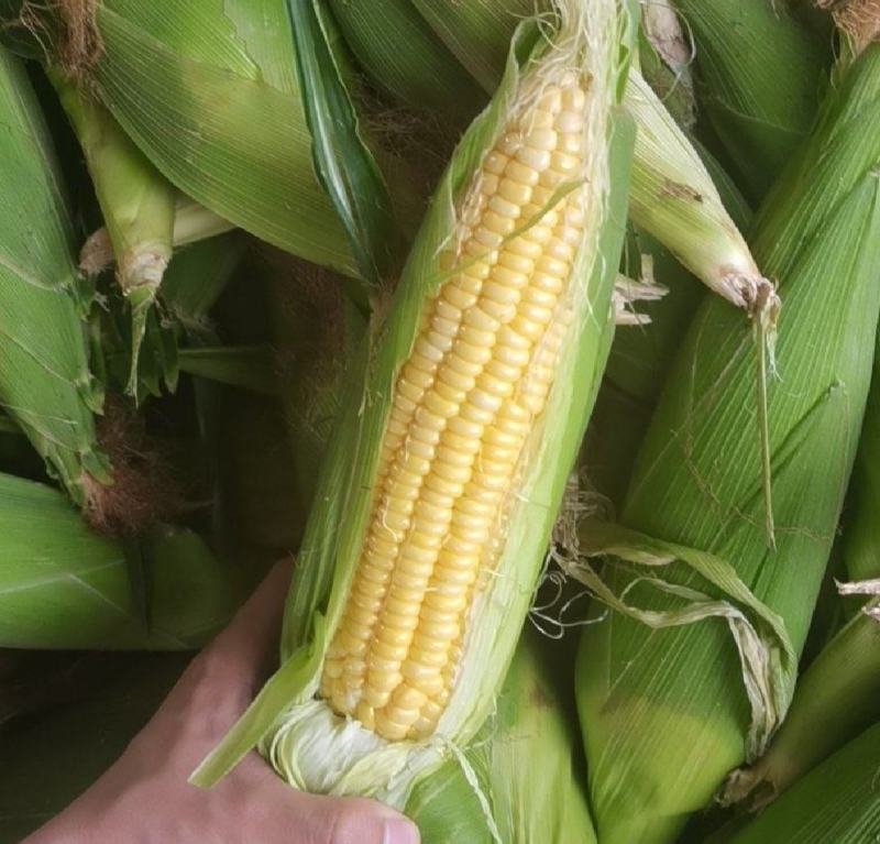 广东徐闻太阳花甜玉米一手货源粒粒饱满物优价廉