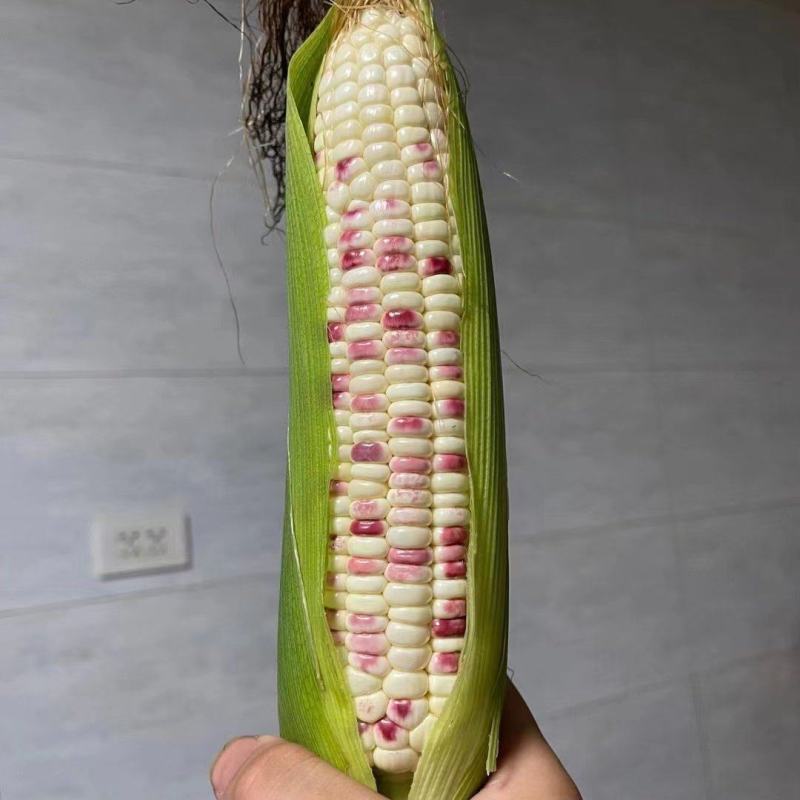 广东徐闻太阳花甜玉米一手货源粒粒饱满物优价廉