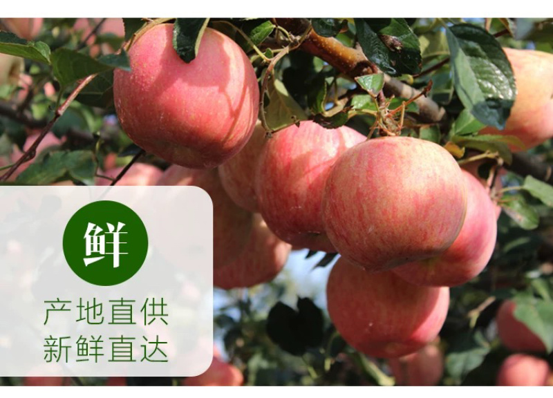 山东红富士苹果冷库现货一手货源批发电商价格优惠