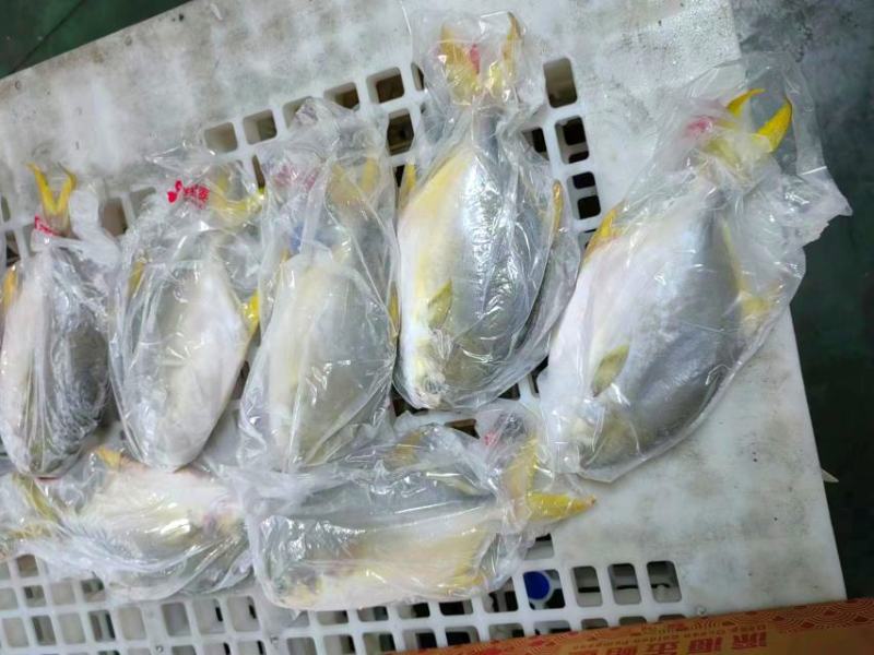 干冰套袋金鲳鱼，金鲳鱼全规格