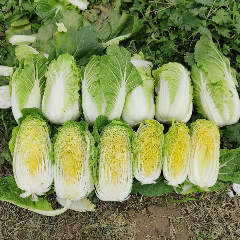 娃娃菜（好货）产地看货装货，口感鲜嫩欢迎来电订购