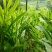食用阳荷基地直供欢迎各位老板咨询电联质量保证