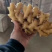 窖藏小黄姜各种规格产地发货价格可商议保质保量
