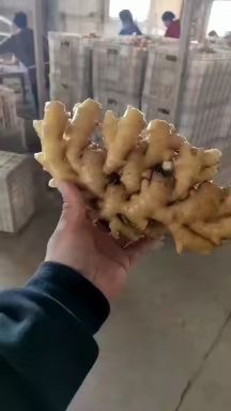 窖藏小黄姜各种规格产地发货价格可商议保质保量