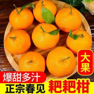 四川蒲江春见耙耙柑原产地发货当季整箱柑橘丑橘包邮一件代发