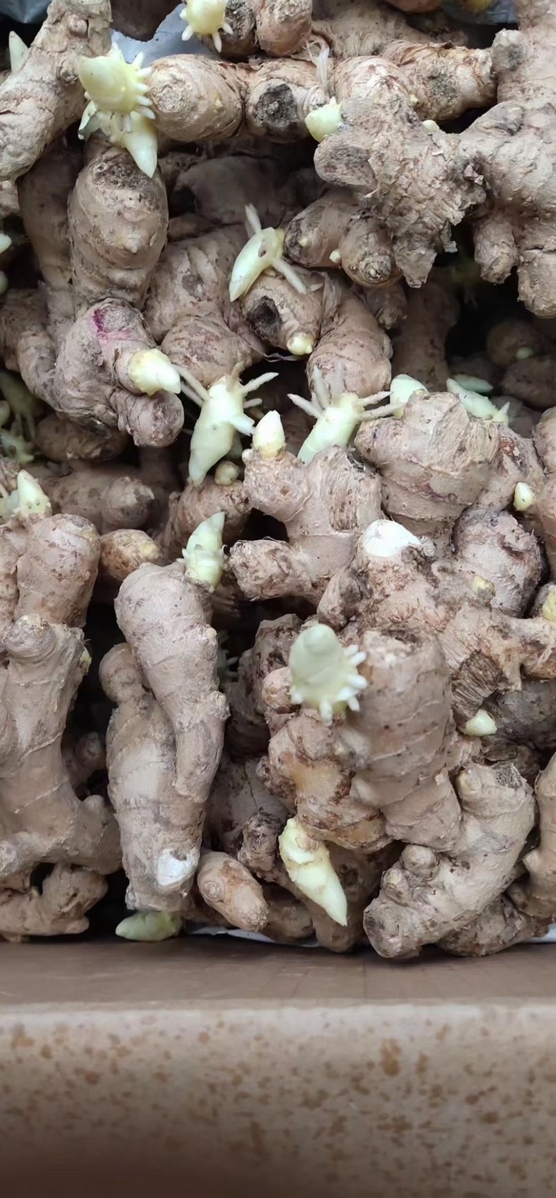 山东368高产姜种包发芽率包技术指导价格低