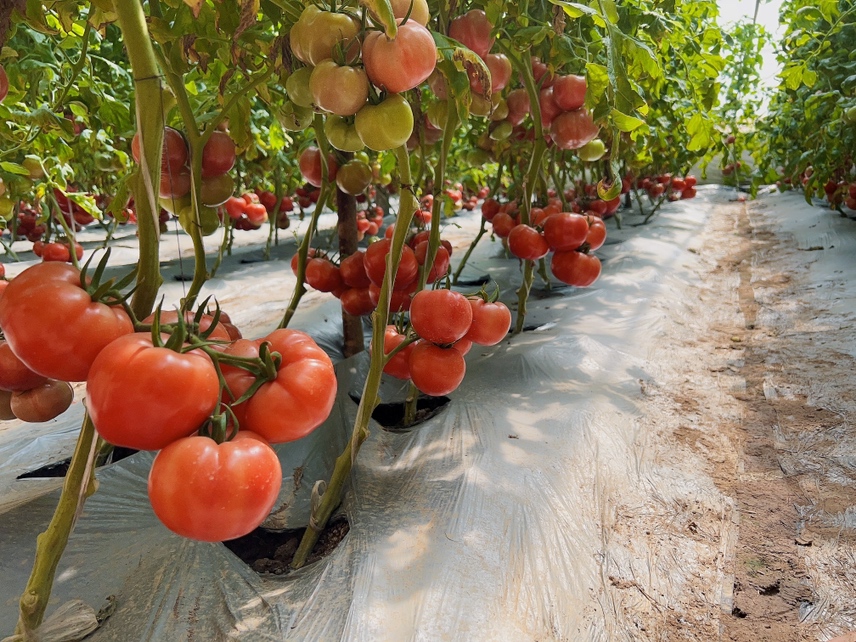 图中展示了温室中成排种植的普罗旺斯西红柿苗,整齐排列,叶片饱满,展现了良好的生长状态 普罗旺斯西红柿苗在温室中生长
