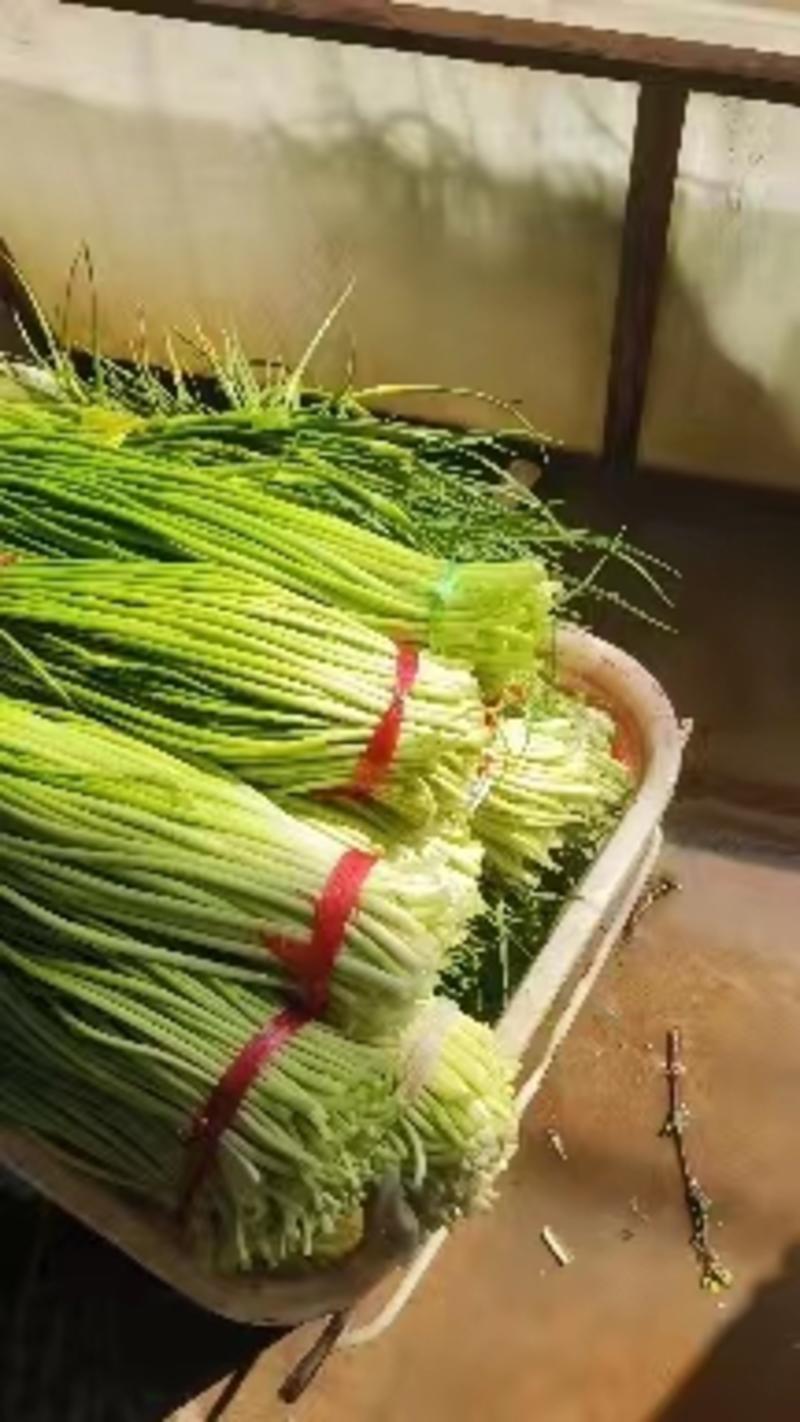 白帽蒜苔已上市一手货源产地视频看货欢迎订购