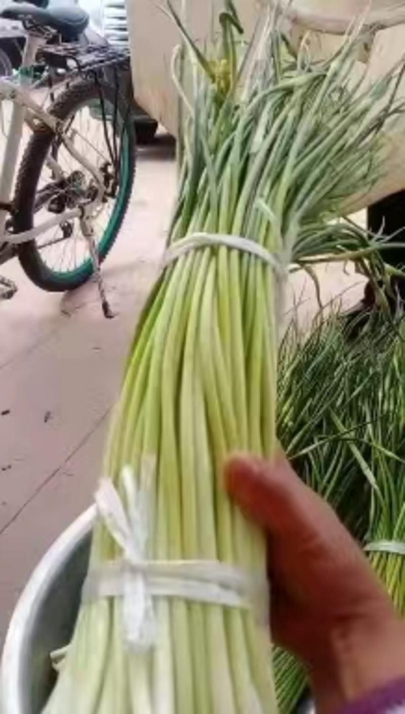 白帽蒜苔已上市一手货源产地视频看货欢迎订购