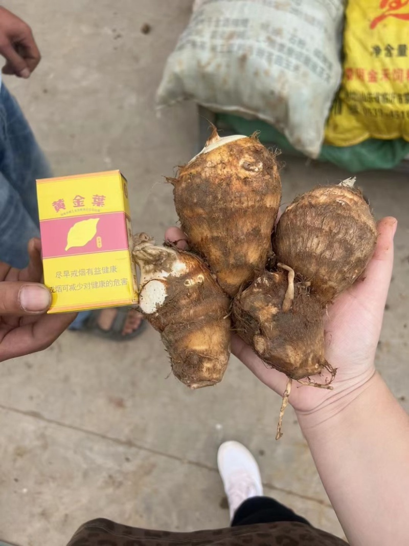 山东毛芋头，牛奶芋头，豆包，各种规格，视频看货