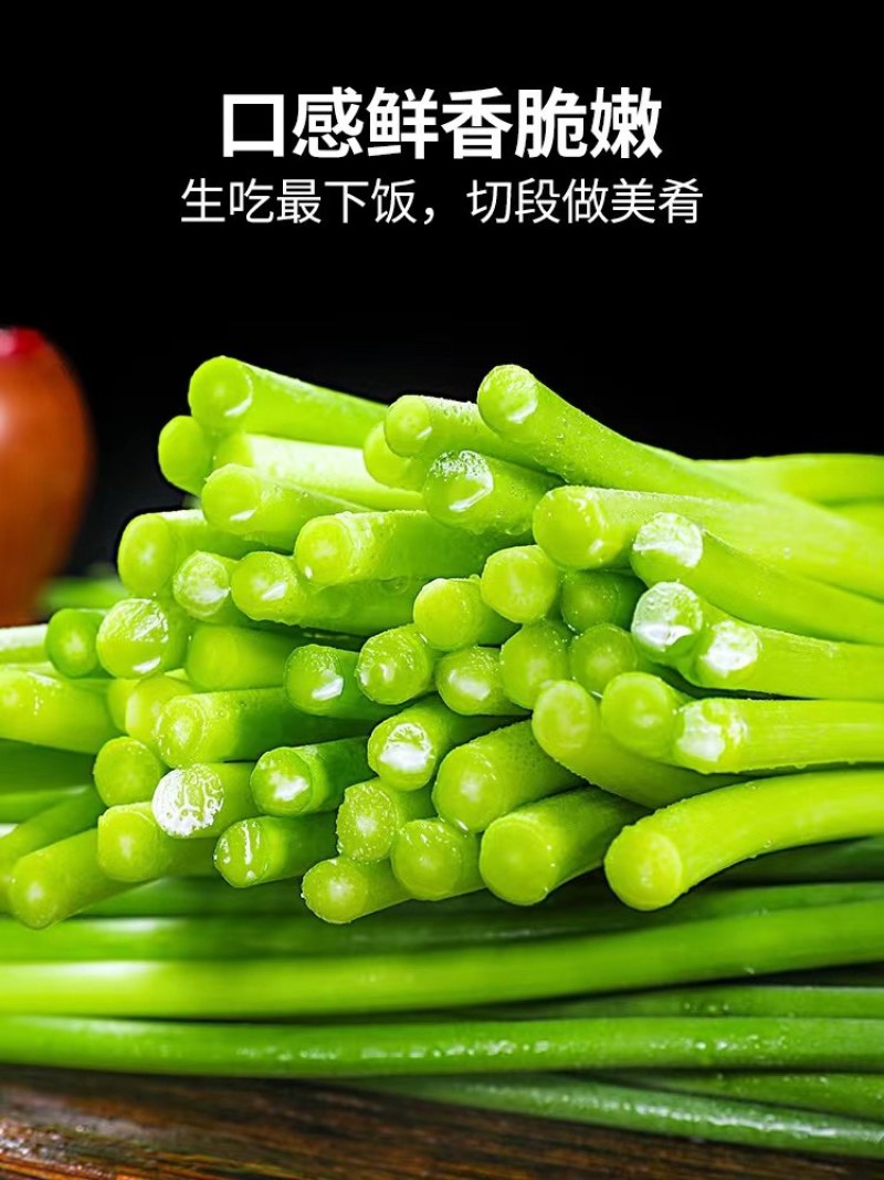 蒜苔（好货）纯嫩产地看货装货保质保量欢迎来电订购