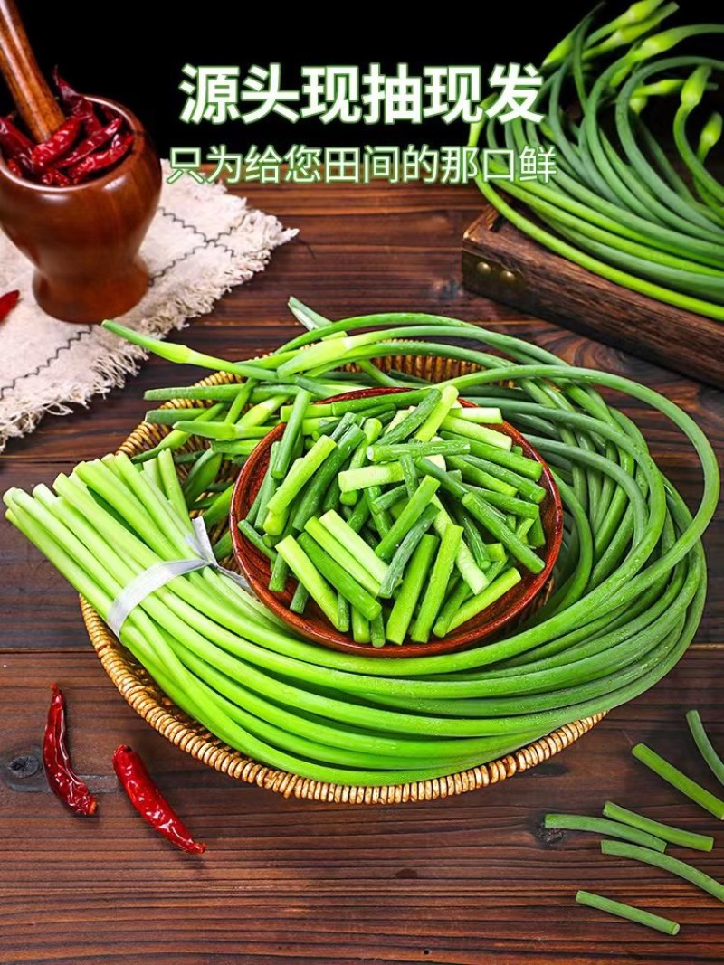 蒜苔（好货）纯嫩产地看货装货保质保量欢迎来电订购