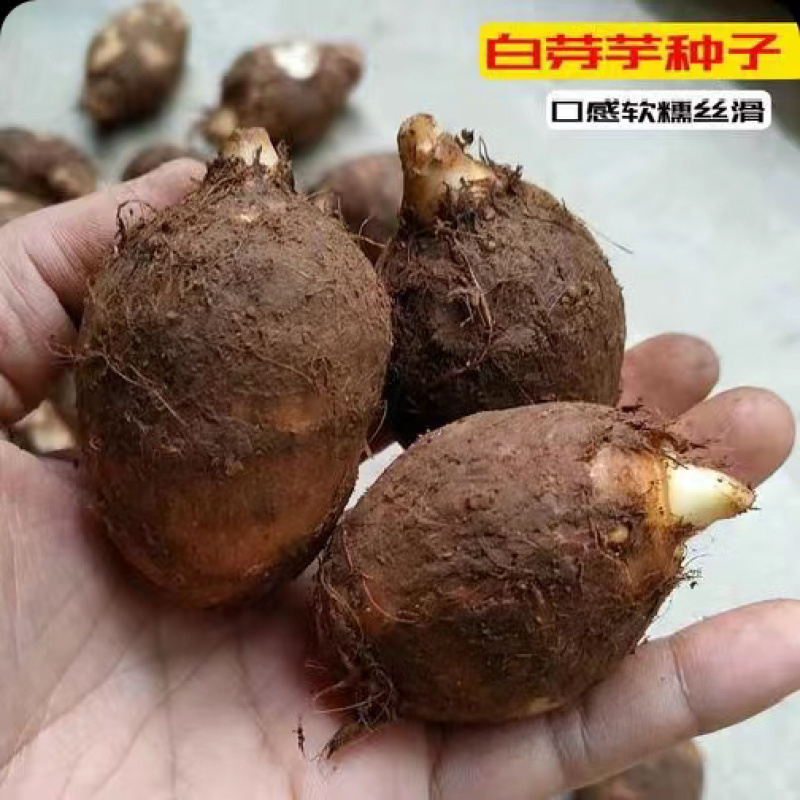 精品芋头种高产芋头种子毛芋头种子8520芋头包技术