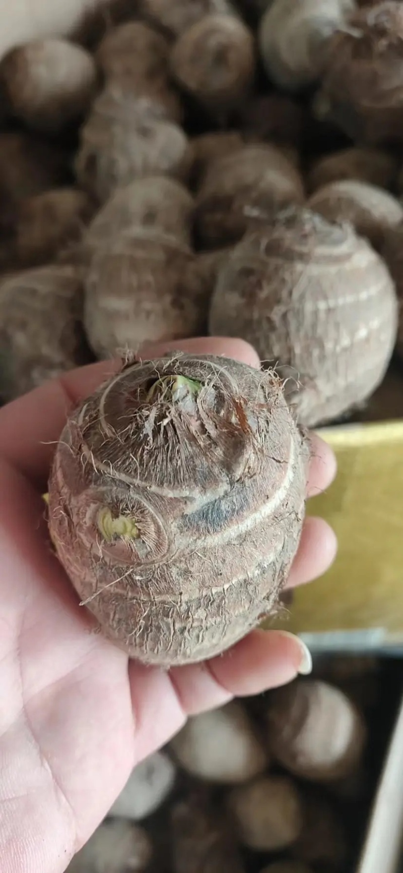 精品芋头种高产芋头种子毛芋头种子8520芋头包技术