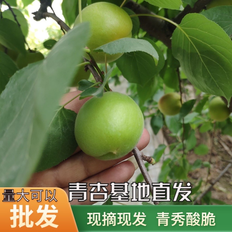 青杏大量有货