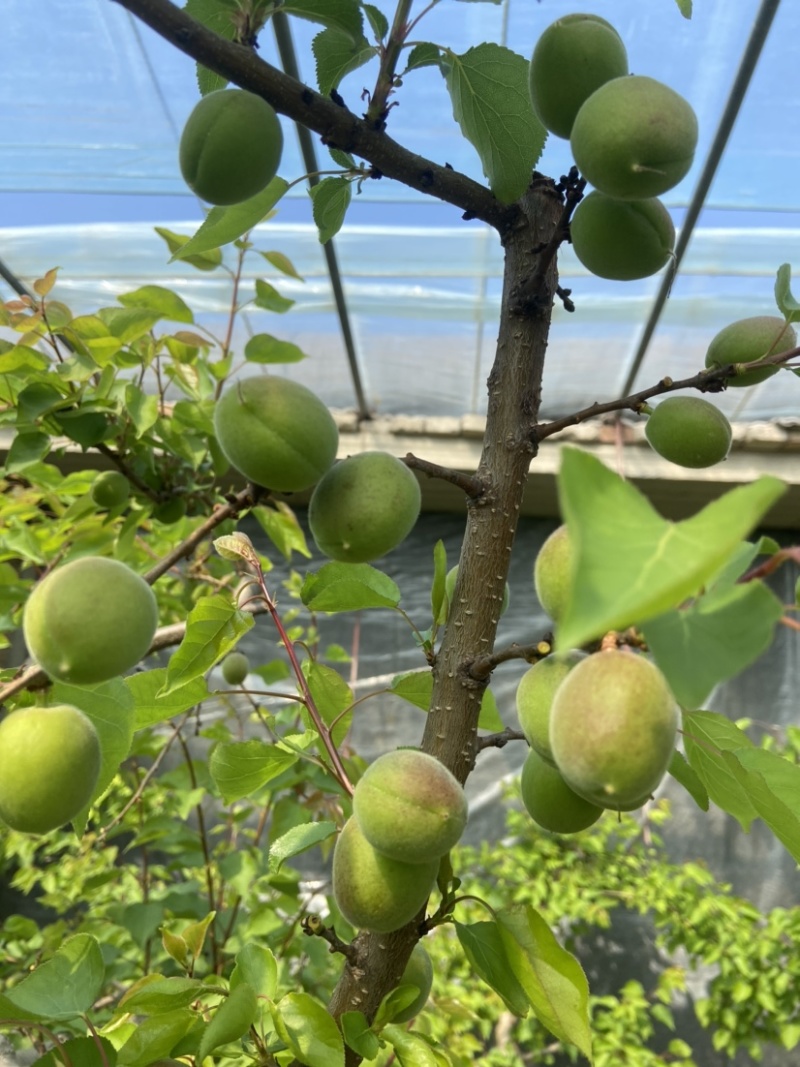 青杏大量有货