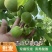 青杏大量有货
