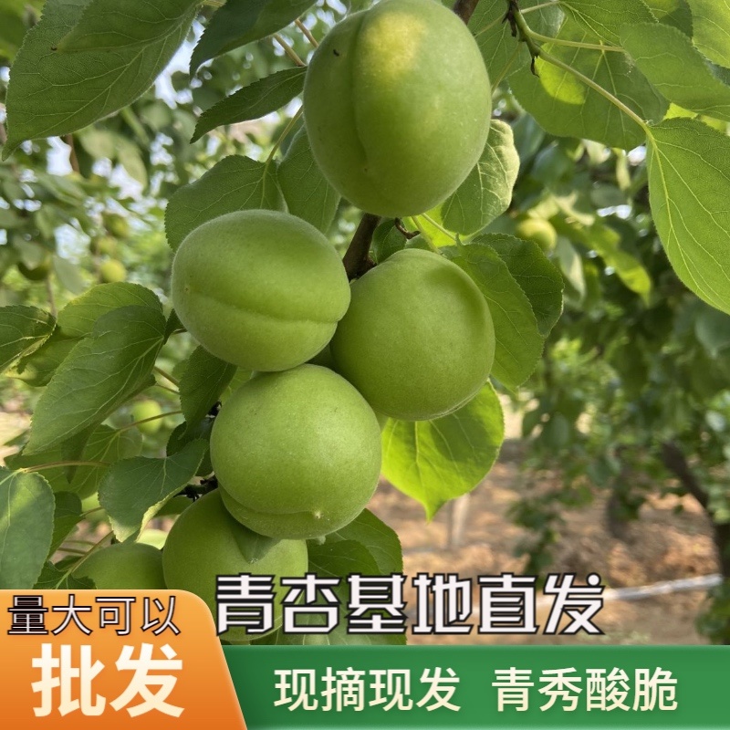 青杏大量有货