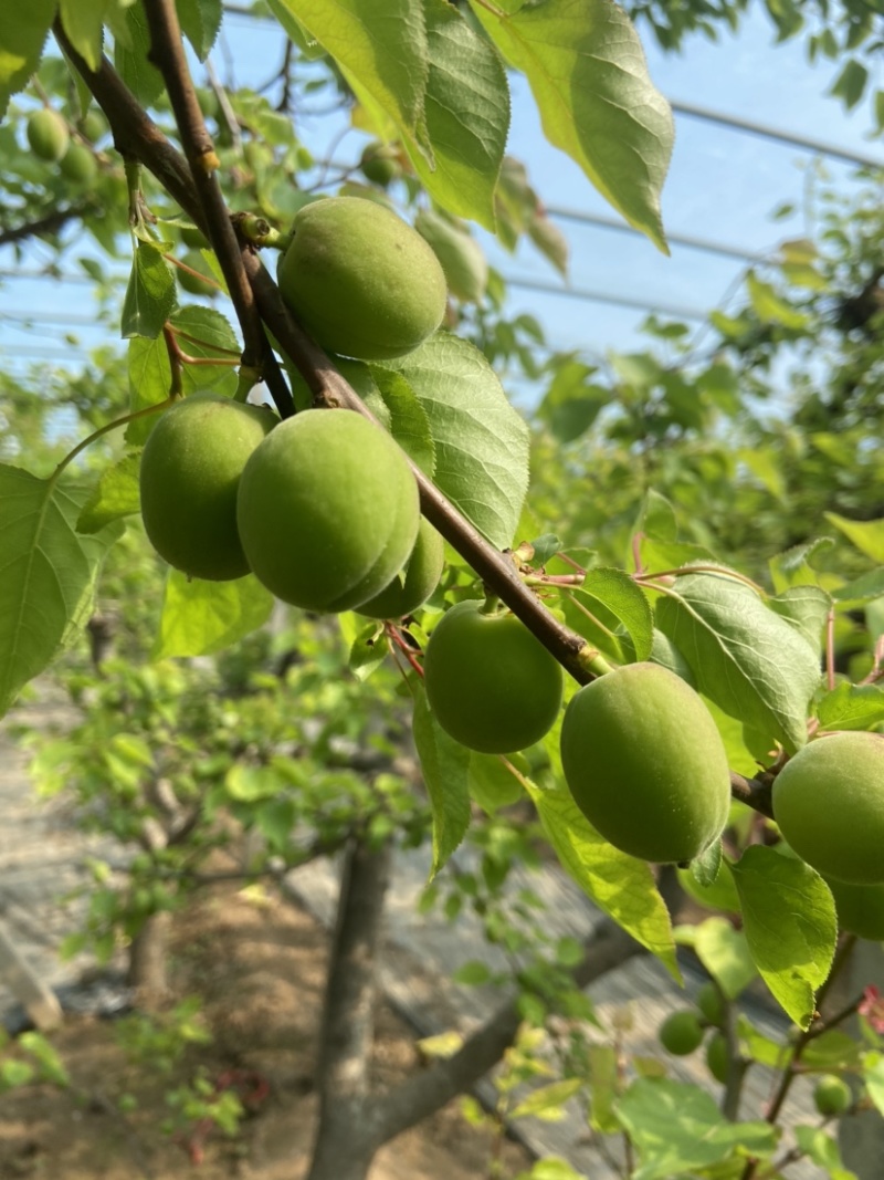 青杏大量有货