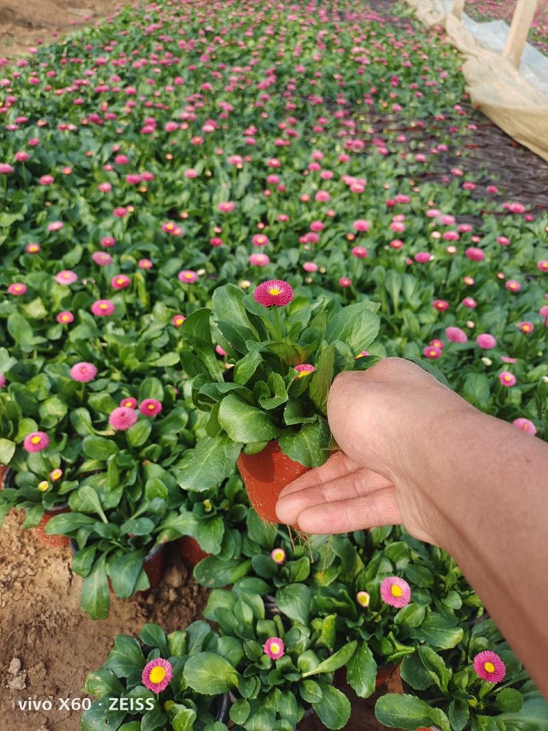 雏菊，有玫红色的，大红色的，量大从优