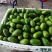 子弹头，香水柠檬，无籽柠檬