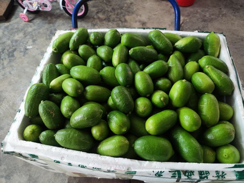 子弹头，香水柠檬，无籽柠檬