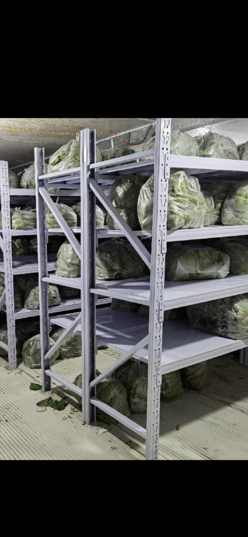 长年批发零售韩系紫苏叶，自家农场，全国发货