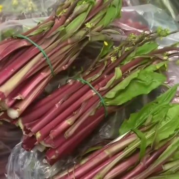 红菜苔一手货源支持产地看货产地打视频现货源充足