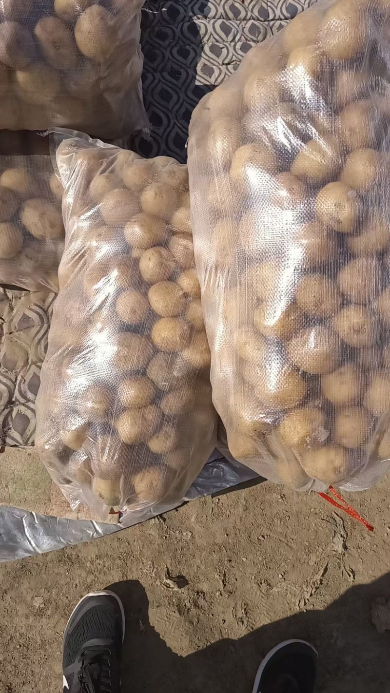 荷兰十五土豆2-6V7精品土豆各种规格全国发货品质保障