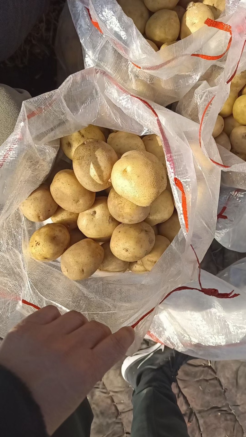 荷兰十五土豆2-6V7精品土豆各种规格全国发货品质保障