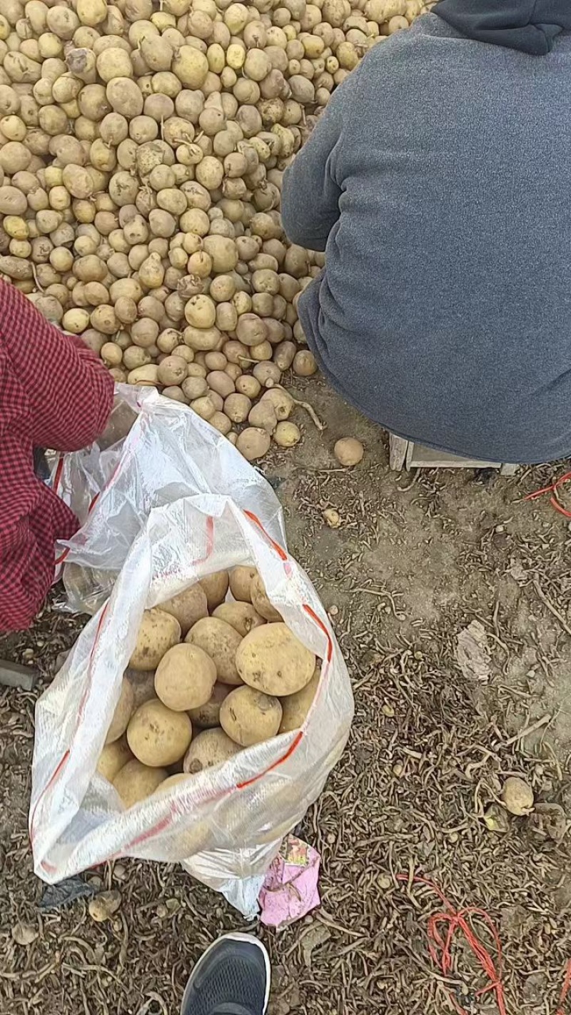 荷兰十五土豆2-6V7精品土豆各种规格全国发货品质保障