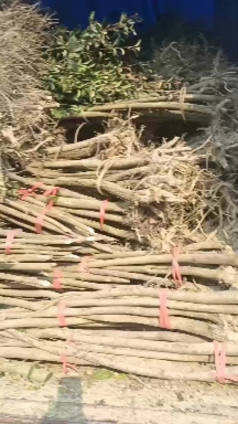 占地桂花树，1~20公分占地桂花树，红叶石楠，紫薇等