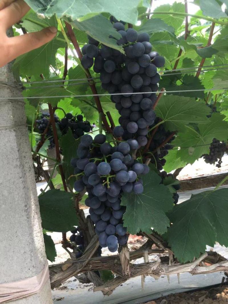 夏黑葡萄大量上市。欢迎选购自己家种植。