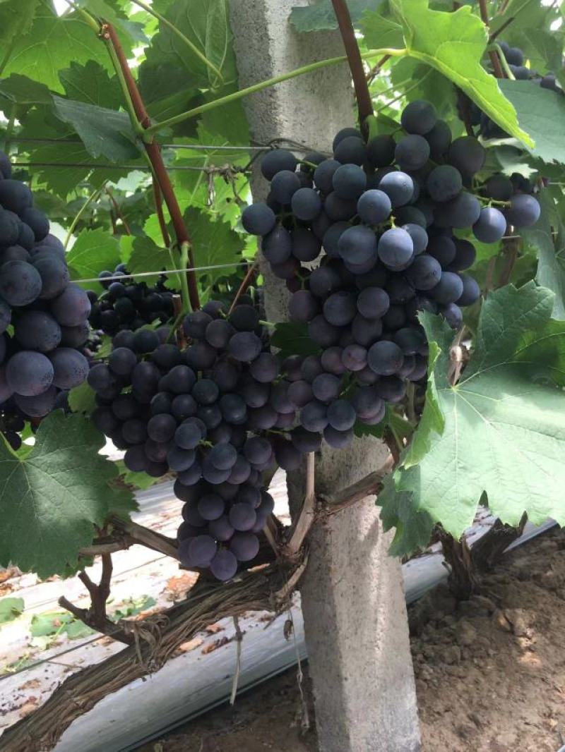 夏黑葡萄大量上市。欢迎选购自己家种植。