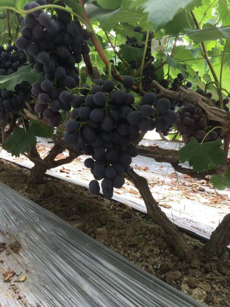 夏黑葡萄大量上市。欢迎选购自己家种植。
