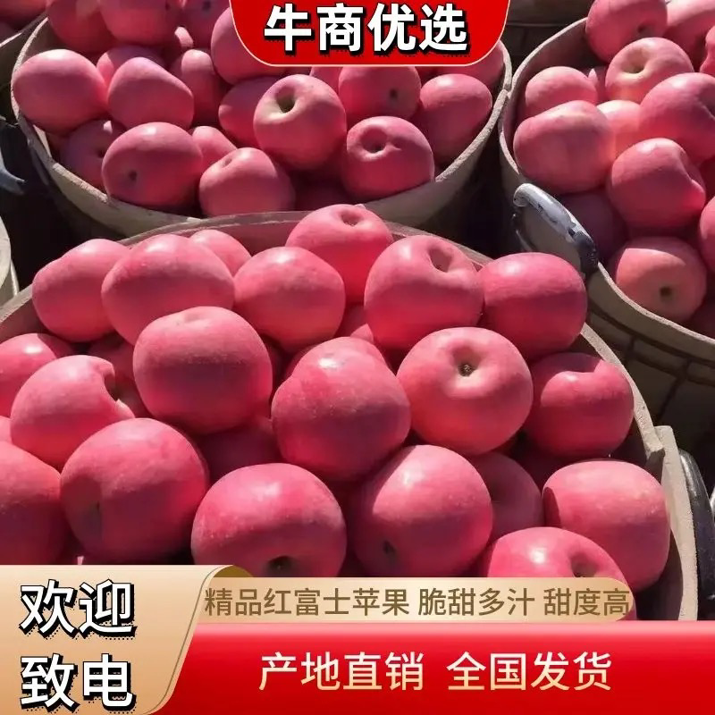 山东红富士苹果冷库现货一手货源批发电商价格优惠