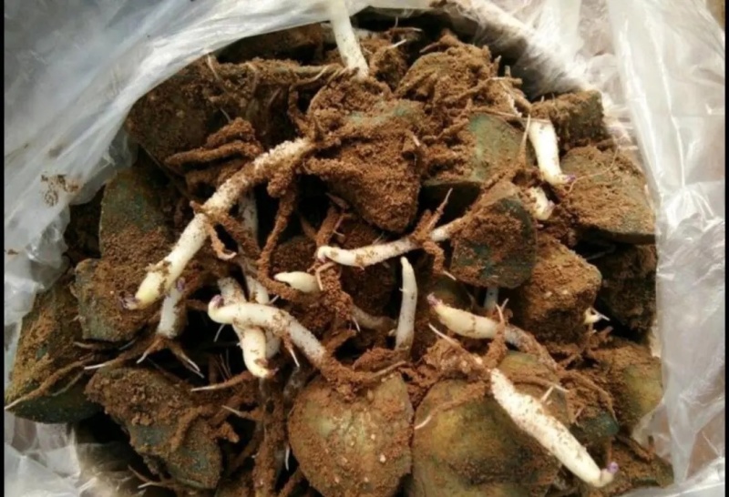脱毒土豆种子荷兰十五土豆种子包发芽率包技术指导