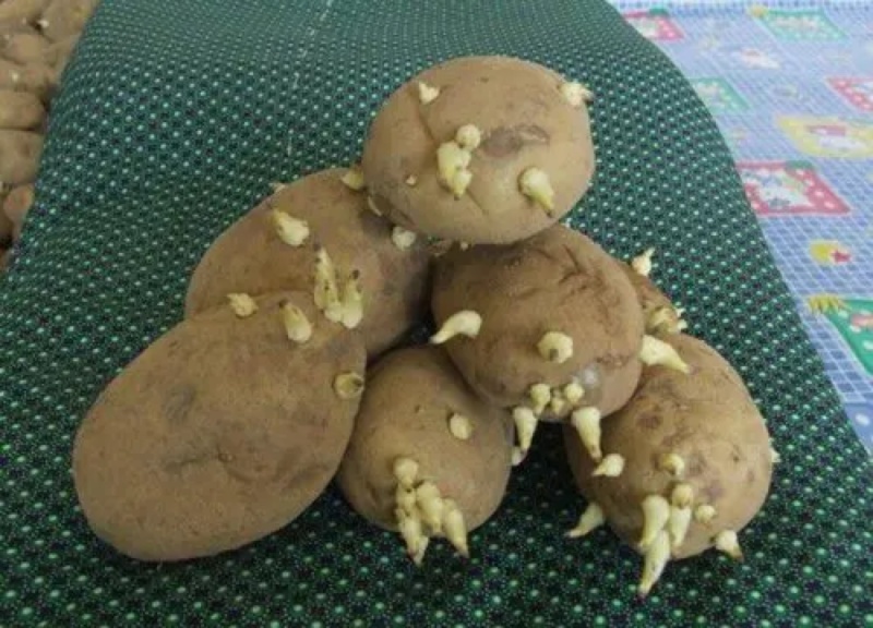 脱毒土豆种子荷兰十五土豆种子包发芽率包技术指导