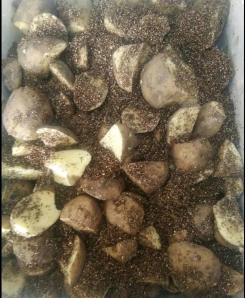 脱毒土豆种子荷兰十五土豆种子包发芽率包技术指导