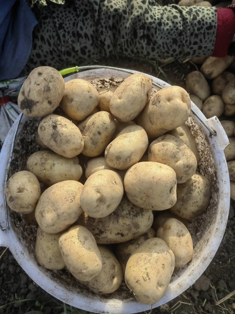 脱毒土豆种子荷兰十五土豆种子包发芽率包技术指导