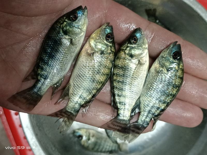 百容罗非鱼苗、脆肉罗非鱼苗生长速度快、产量高、场地直供，
