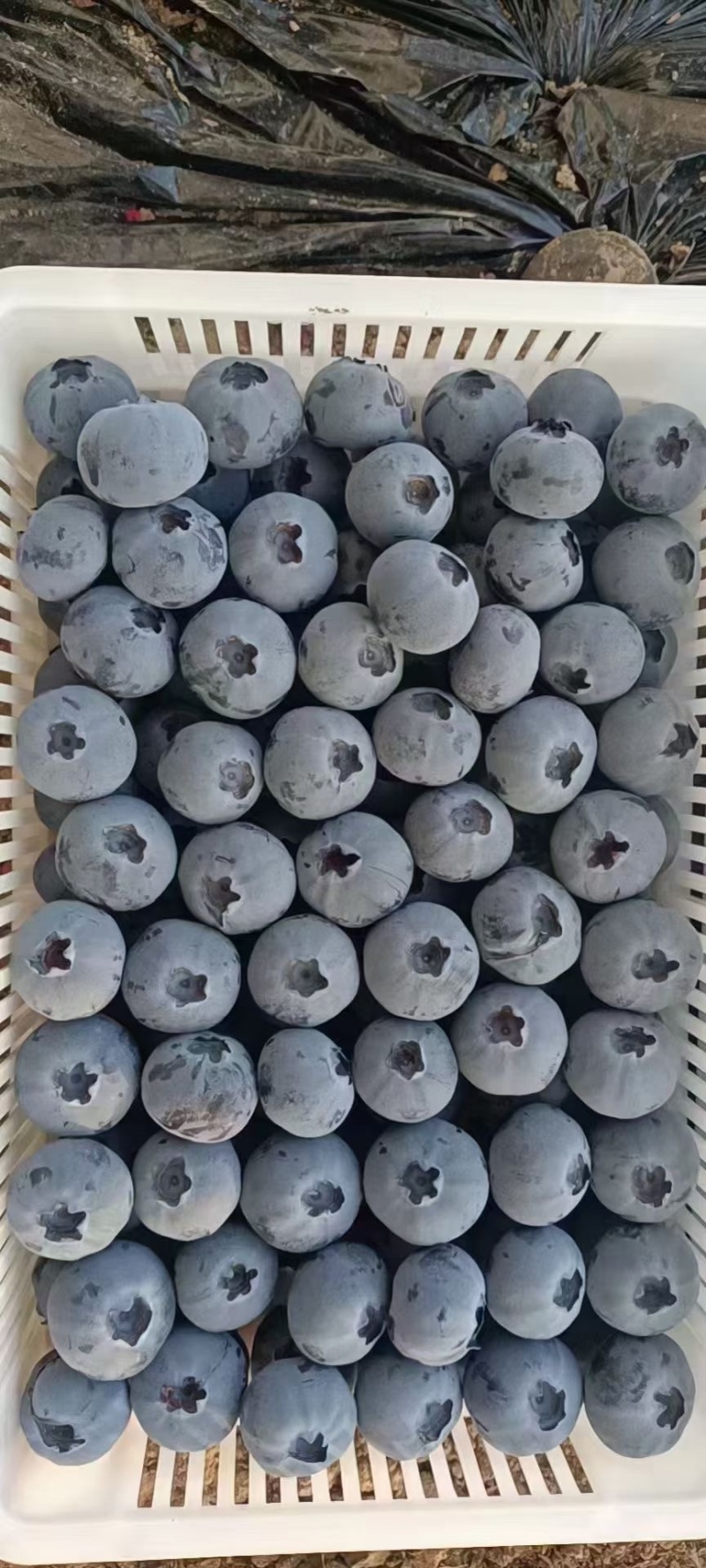 蓝莓鲜果花香蓝莓L11L25F6等新品上市鲜果