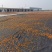 桃胶水洗金黄黄红爆米花0.6-1.5统货产地一手货源批发