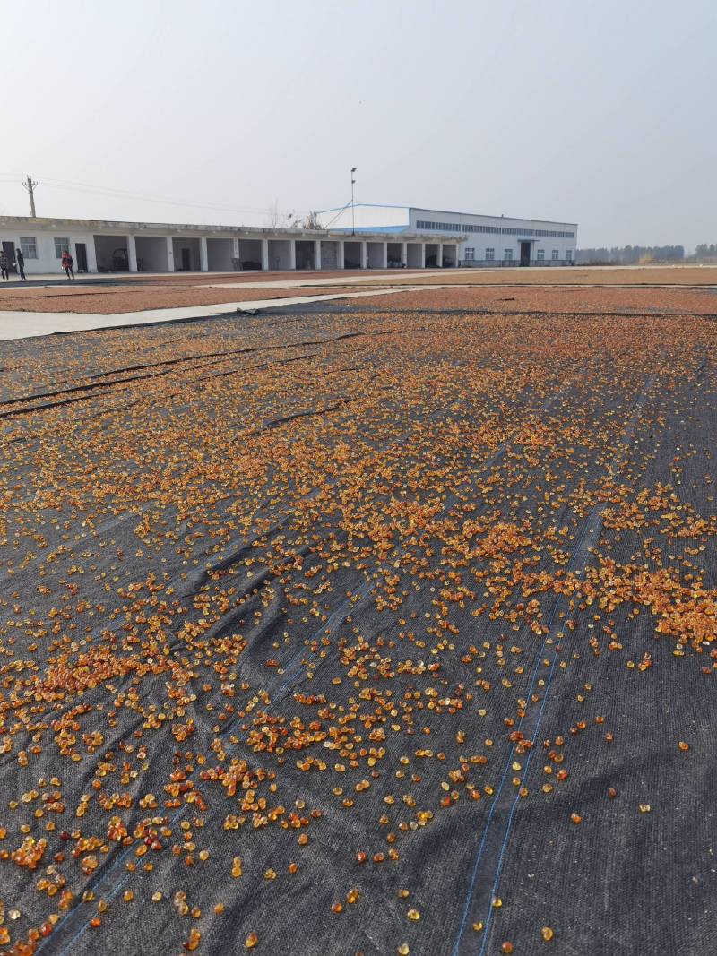 桃胶水洗金黄黄红爆米花0.6-1.5统货产地一手货源批发