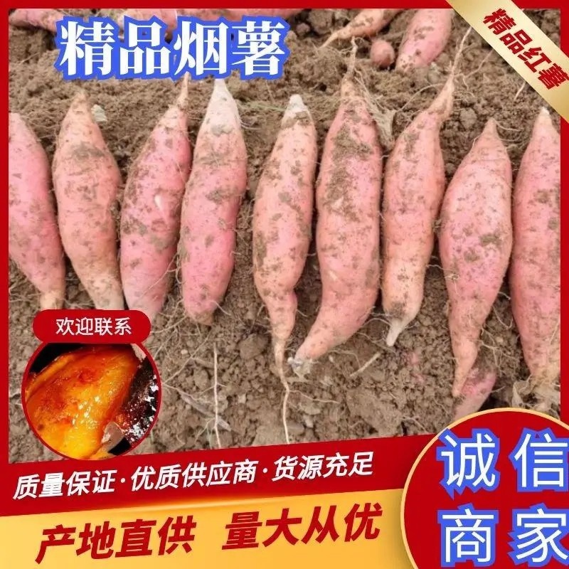 山东烟薯25糖心烟薯新鲜红薯农家自种一手货源批发价格