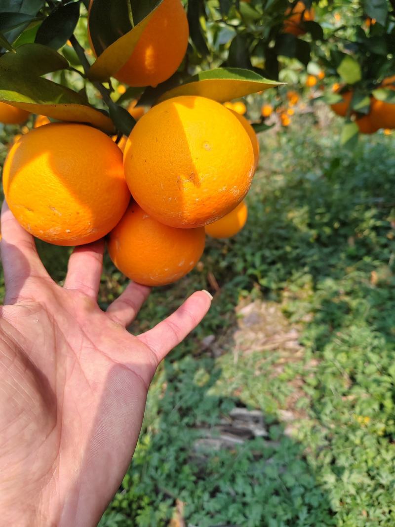 夏橙果园基地，可直供电商，市场，超市，零卖！产地大量供应